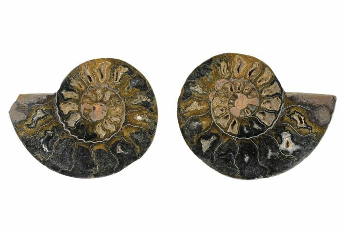Cut/Polished Ammonite Fossil - Unusual Black Color #165635